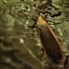 Lisejnikovec zlutokrajny - eilema depressa 0335
